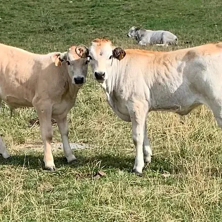 アパート Pleine Nature Pied Pistes Piscine Chauffee *