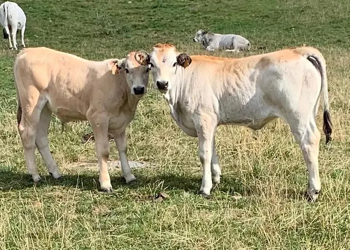 Apartmán Pleine Nature Pied Pistes Piscine Chauffee *